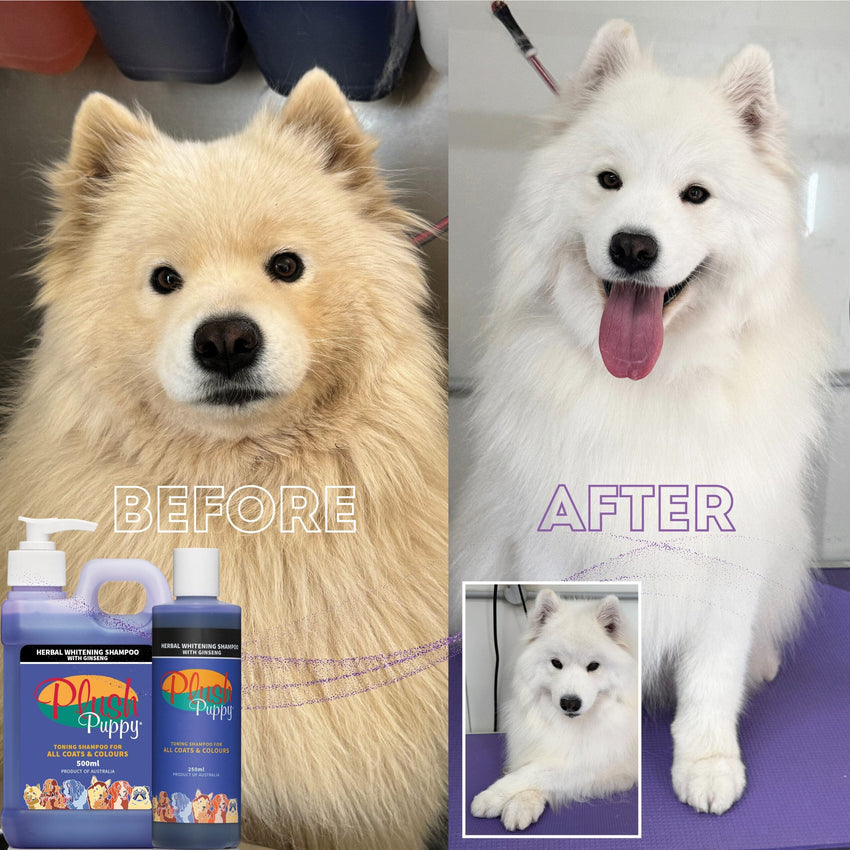 PLUSHPUPPY Shampoo Anjing Herbal Whitening with Ginseng 500ml Pet Shampoo and Conditioner Plush Puppy 