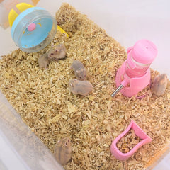 Hamster Winter White Pearl Pet For You Pet Republic Indonesia 