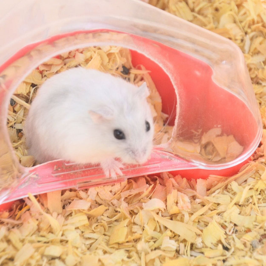 Hamster Winter White Pearl Pet For You Pet Republic Indonesia 