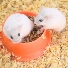 Hamster Winter White Pearl Pet For You Pet Republic Indonesia 