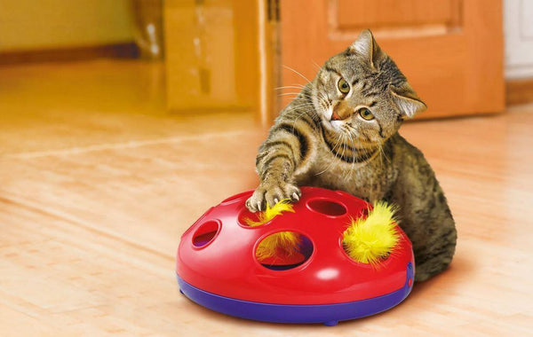 KONG Cat CA48 Glide and Seek 24cm Cat Toy Kong 